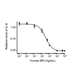 BPI蛋白, Human (HEK293, His)