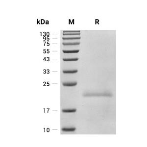 Bax蛋白, Human (His)