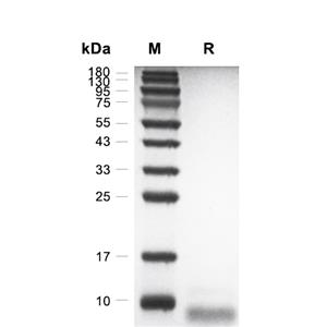 SDF-1 alpha/CXCL12蛋白, Human