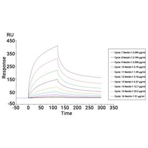 Nectin-1蛋白, Human (HEK293, His),Nectin-1 Protein, Human (HEK293, His)