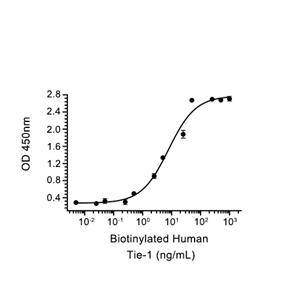 TIE-1蛋白, Human (HEK293, His),TIE-1 Protein, Human (HEK293, His)