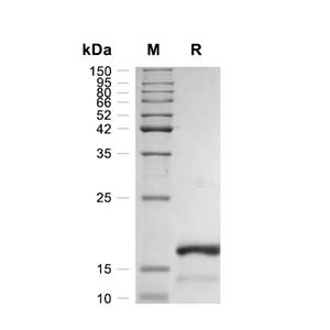 Amphiregulin蛋白, Human