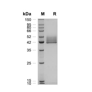 CD3D-CD3E Heterodimer蛋白, Human (HEK293, Fc-Flag&Fc-His)