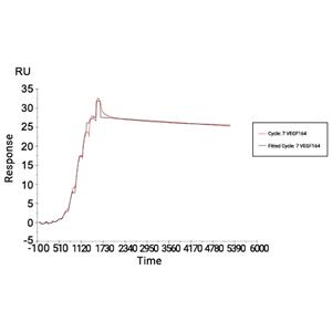 VEGF164蛋白, Rat (P.pastoris)