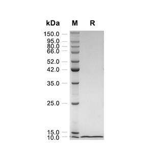 I-309/CCL1蛋白, Human