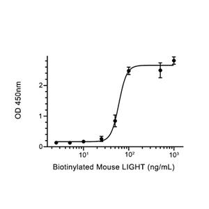 TNFRSF3/LTBR蛋白, Mouse (HEK293, Fc)