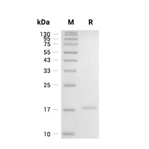 Ribonuclease UK114/HRSP12蛋白, Human (His)