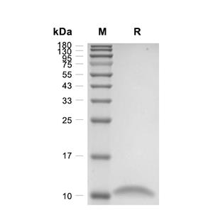 IL-13蛋白, Human,IL-13 Protein, Human