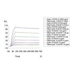 CD161蛋白, Human (HEK293, Fc)