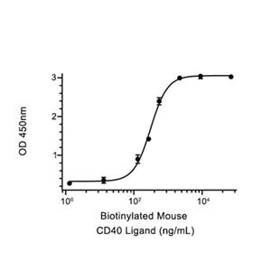 CD40蛋白, Mouse (HEK293, His)
