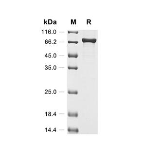 DNA helicase II/uvrD蛋白, E.coli