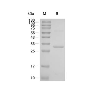 PRDX4蛋白, Human (His)