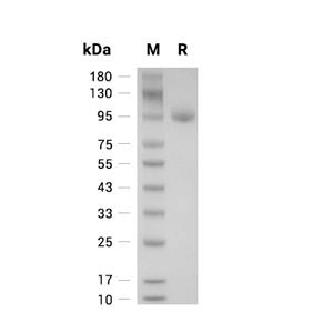 Neuropilin-1蛋白, Human (Biotinylated, HEK293, His-Avi, solution)