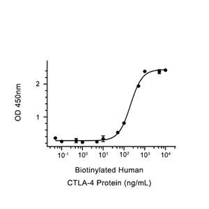 CTLA-4蛋白, Human (HEK293)