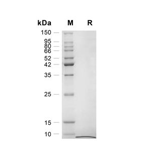 EGF蛋白, Mouse (HEK293),EGF Protein, Mouse (HEK293)