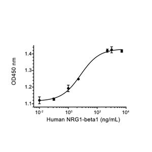 NRG1-beta 1蛋白, Human (245a.a, HEK293, Fc)