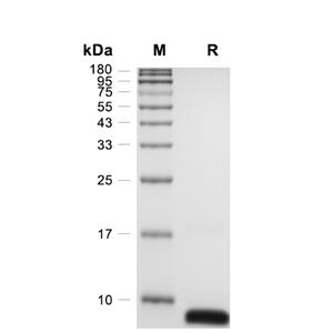 GRO-gamma/CXCL3蛋白, Human (His),GRO-gamma/CXCL3 Protein, Human (His)