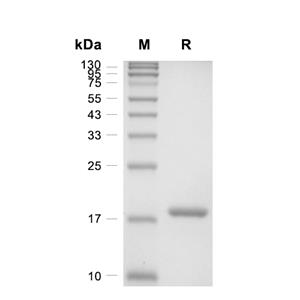 IL-1 beta蛋白, Rabbit