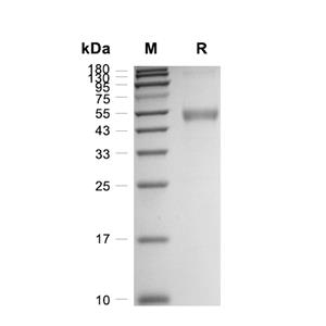 BMP-4蛋白, Mouse (HEK293, Fc),BMP-4 Protein, Mouse (HEK293, Fc)