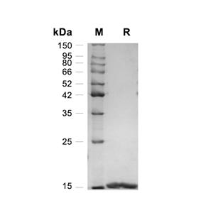 Galectin-1/LGALS1蛋白, Mouse,Galectin-1/LGALS1 Protein, Mouse