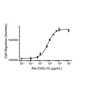 IP-10/CXCL10蛋白, Rat (P.pastoris, His)