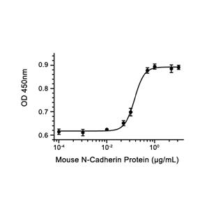 N-Cadherin蛋白, Mouse (HEK293)