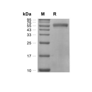 Aminoacylase-1蛋白, Mouse (HEK293, His)