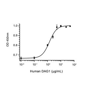 DAG1蛋白, Human (HEK293, His)