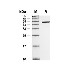 ATL3蛋白, Human (His)