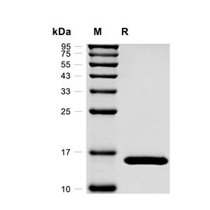 CRABP2蛋白, Human (His)