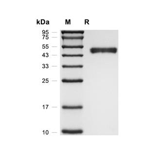 Nectin-2/CD112蛋白, Cynomolgus (HEK293, His)