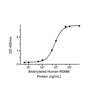 RGMB蛋白, Human (HEK293, His)