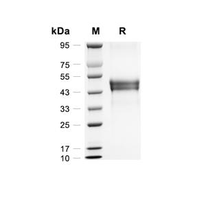 NOV/CCN3蛋白, Canine (HEK293, His)