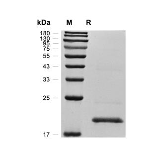 FGF-12蛋白, Canine
