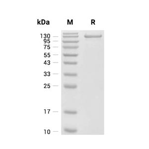 Endosialin/CD248蛋白, Human (HEK293, His)