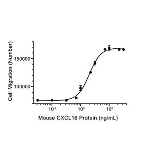 CXCL16蛋白, Mouse (HEK293, Fc)