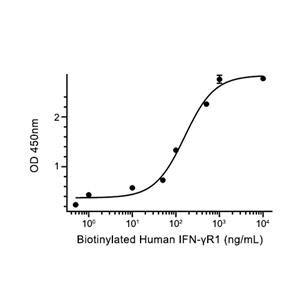 IFN-gamma R1/CD119蛋白, Human (HEK293, His)