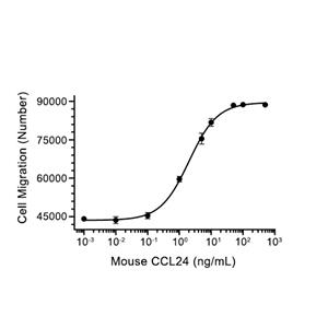 CCL24/Eotaxin-2蛋白, Mouse (HEK293, Fc)