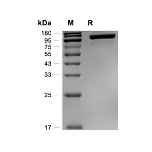 TIE-2蛋白, Cynomolgus (HEK293, His)