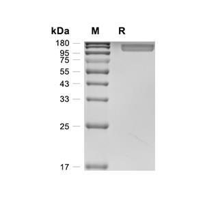 Mer蛋白, Cynomolgus (HEK293, Fc)