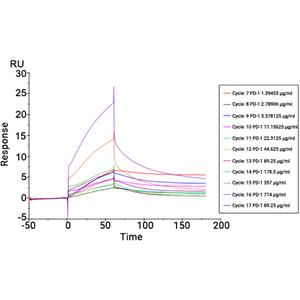 PD-L1蛋白, Canine (HEK293, His)