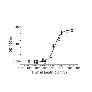 Leptin蛋白, Human (His)