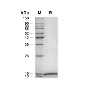 GM-CSF蛋白, Canine