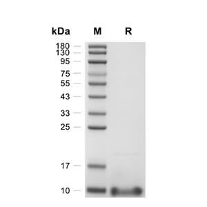 MCV-type II Chemokine-like蛋白, Virus