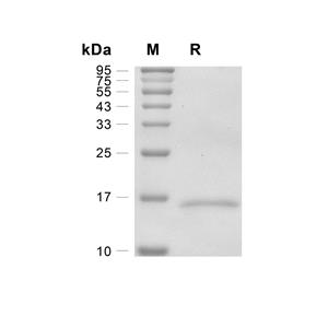 IFN-gamma蛋白, Feline