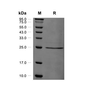 Kras4B蛋白, Human (G13C, His)