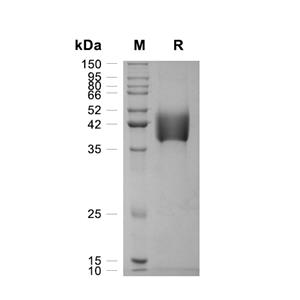 Follistatin-like 1/FSTL1蛋白, Rat (HEK293, C-His)