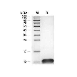 DCIP-1/CXCL3蛋白, Mouse (CHO)