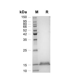 Thioredoxin/TXN蛋白, Human