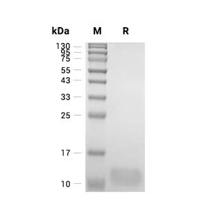 MDC/CCL22蛋白, Mouse,MDC/CCL22 Protein, Mouse